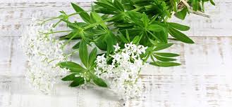 Von wann bis wann blüht denn der waldmeister? Waldmeister Magisches Maikraut Miomente Entdeckermagazin