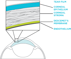 Image result for Cornea