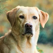We have been breeders of one breed, the labrador retriever for over 15 years. Greater Dayton Labrador Retriever Rescue Home Facebook