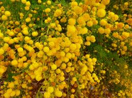 Image result for Acacia lasiopetala