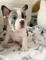 Drake looked exhausted as he deboarded the plane following a close call with a home intruder last week. This Cutie Went To His New Home Today Wrinkles Please Visit Our Site For More Detai In 2020 Bulldog Puppies French Bulldog Puppies Cute French Bulldog