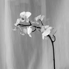 He was loved by his followers and by later poets. Speaking Out My Lips Are Cold In Autumn Wind 1 Haiku Flowers 2 64 Photography By Denis Maslennikov Mugiwara Saatchi Art