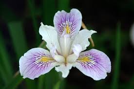 Pin By Victoria Lentz On My Photo Garden Iris Flowers Iris Flower Pictures Flowers