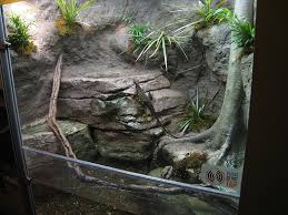 Reptile Forums Reptile Terrarium Vivarium Reptile Zoo