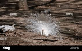 White Peafowl peacock demonstrating tail. Bird with leucism, white feathers  in sunny sandy aviary Stock Photo - Alamy