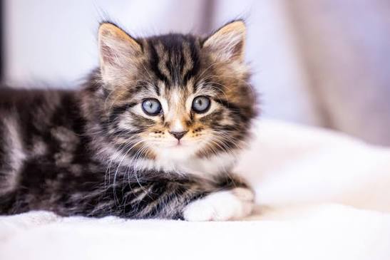 Before getting a cat | Blog