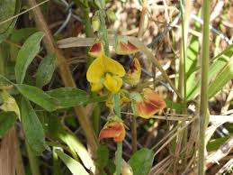 Image result for Crotalaria reptans