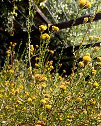 Image result for Euphorbia mossambicensis