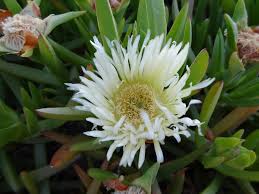 Image result for Carpobrotus