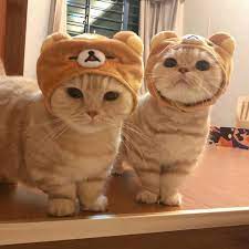 Angel anger art bleach blonde blood boy brunette cartoon cat couple cute darkness date a live death. Cats With Powerful Aura On Twitter Cute Cats And Dogs Baby Cats Pretty Cats