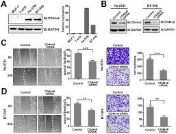 Instead of dying off as they should, cancer cells. Cd44v6 Targeted By Mir 193b 5p In The Coding Region Modulates The Migration And Invasion Of Breast Cancer Cells