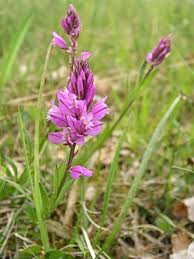 Image result for Polygala ohlendorfiana