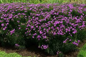 Image result for Vernonia viatorum