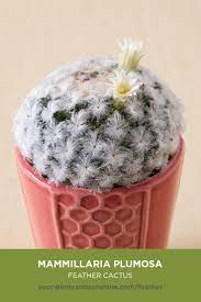 These have started in areas that have been cut prior. These White Feathers Look Soft But They Hide The Sharp Spines Succulent Names Cactus Cactus Names