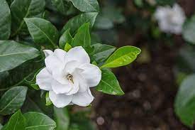 How To Care For A Gardenia Plant Gardenia Bush Gardenia Plant Container Flowers