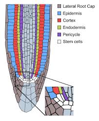They help in cell division by forming microtubule organising centres. Pflanzenzellen Reaktivieren Stammzellen Programm Zur Wundheilung Innovations Report