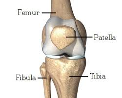 Knee Joint Anatomy Motion Knee Pain Explained The ulna is located at the side of the forearm closest to the body.