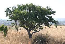 Image result for Strychnos matopensis