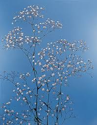 Image result for Basella paniculata