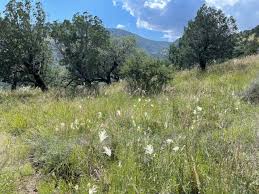 Image result for Elionurus