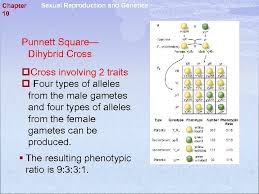 A genetic cross yielding a 9:3:3:1 ratio of offspring. Sexual Reproduction And Genetics Chapter 10 P