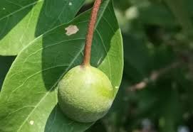 Image result for Crateva