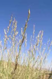 Image result for Centropodia