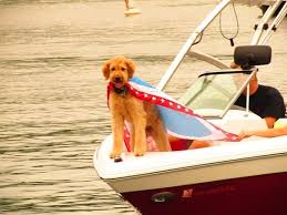 The pictures come from our sailboat, wine down. Fourth Of July Boat Parade Picture Of Nottely Marina Blairsville Tripadvisor
