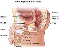 Frequent urination, especially at night. What Is Prostate Cancer Causes Risks Symptoms Diagnosis Treatment Ucla