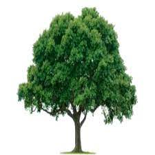 In some usages, the definition of a tree may be narrower. Trees Amazon De Apps Fur Android