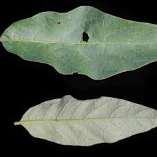 Image result for Solanum campylacanthum 'panduriforme type'