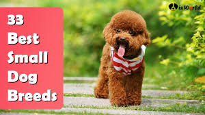 These hypoallergenic dog mixes may keep the sneezing at bay. Dogs That Are Hypoallergenic And Small Www Macj Com Br