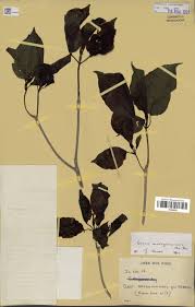 Image result for Grevea