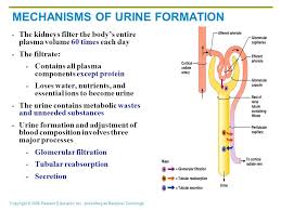 Structure And Function Of The Renal And Urologic Systems