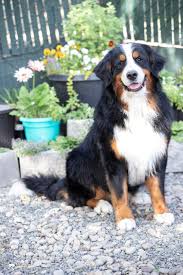 2 cute doberman pinscher puppies looking for homes. Magic Mountain Farm Bernese Mountain Dog