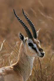Be who you are and say what you feel because those who mind don't matter and those who matter don't mind. Thomson S Gazelle African Animals Thomson Gazelle Wildlife Animals