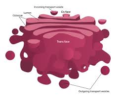 The plant cell is surrounded by a cell wall which is involved in providing shape to the plant cell. Golgi Apparatus Wikipedia