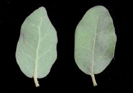 Image result for Erianthemum virescens