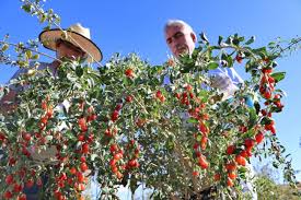 Sifa Niyetine Goji Berry Yetistiriciligine Basladi