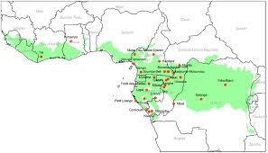 Image result for Trachyphrynium braunianum