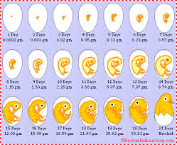 chicken egg development enchantedlearning com