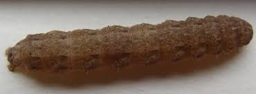 Kleine hellbraune Raupe - Schmetterlinge bestimmen - ACTIAS