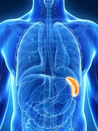 Nausea and vomiting are two different symptoms that are present in many advanced diseases, including liver cancer. 10 Signs Symptoms Of Liver Damage Rm Healthy Biliar Kulit Daun