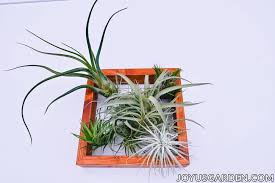 We did not find results for: Hanging Air Plants 10 Easy Ways To Hang Your Tillandsias