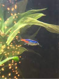 Neon Tetra With Cotton Mouth Pets Stack Exchange