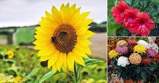Check spelling or type a new query. Popular Flowers Name In Kannada India Gardening