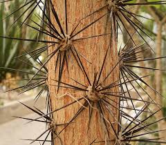 Learn vocabulary, terms and more with flashcards, games and other study tools. In Defense Of Plants