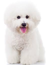 Maybe you would like to learn more about one of these? 21 Dog Breeds That Look Like Bears Or Teddy Bears Playbarkrun