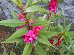 Kandungan dan manfaat tumbuhan pacar air a. Pacar Air Rival Serangan Bengkak Harian Merapi