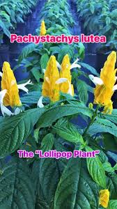 Image result for Pachystachys